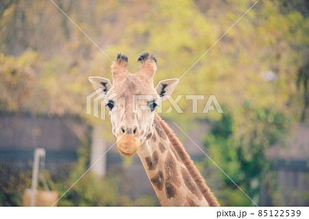 Close up portrait of giraffe camelopardalis in nature and zoo Close up portrait of giraffe camelopardalis in nature and zoo 85122539