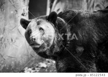 Closeup beautiful portrait of big brown bear Closeup beautiful portrait of big brown bear 85122543