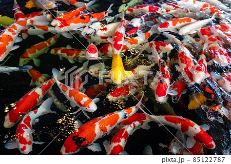 泳ぐ宝石・錦鯉の群れ 85122787