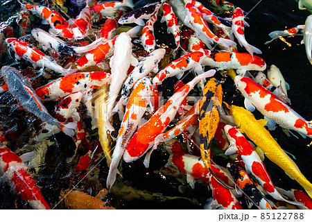 泳ぐ宝石・錦鯉の群れ 85122788