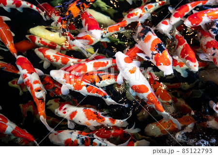 泳ぐ宝石・錦鯉の群れ 泳ぐ宝石・錦鯉の群れ 85122793
