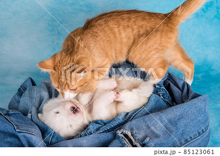 White fluffy small Samoyed puppy dog and red cat 85123061