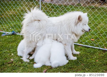 Samoyed dog mother with puppies. Puppies suckling mother Samoyed dog mother with puppies. Puppies suckling mother 85123090