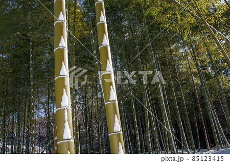 吹雪の後、竹林の風景-2 吹雪の後、竹林の風景-2 85123415