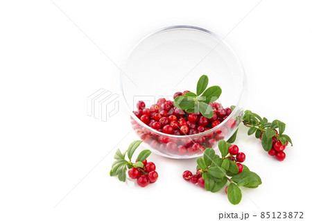 Cowberry Lingonberry Vaccinium vitis-idaea isolated on white background 85123872
