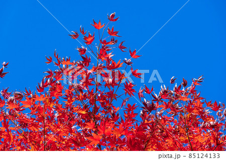 鮮やかな色に紅葉した山の上の木 鮮やかな色に紅葉した山の上の木 85124133