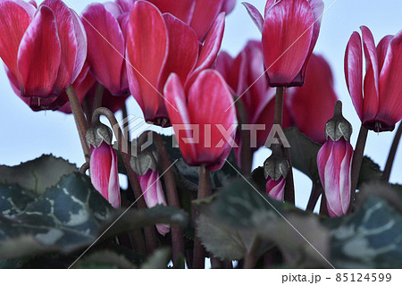 エレガントな赤色のシクラメン　（ fix撮影 ） 85124599