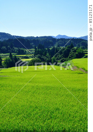 栃尾来伝の棚田(新潟県) 栃尾来伝の棚田(新潟県) 85125171