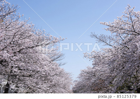 桜満開 桜満開 85125379