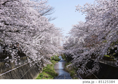 桜満開 85125384