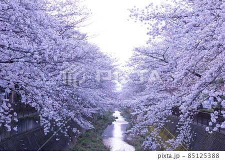 桜満開 桜満開 85125388