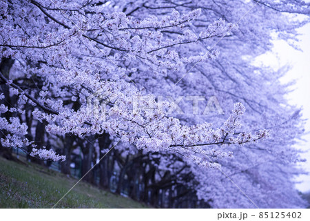 桜満開 桜満開 85125402