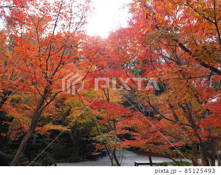 京都　圓光寺の紅葉 85125493
