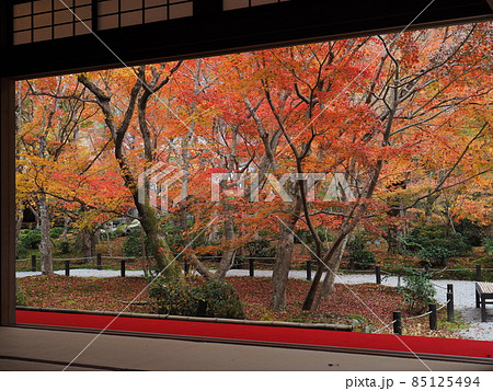 京都　圓光寺の紅葉 85125494