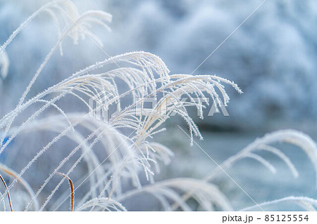 【冬素材】霧氷に覆われるススキ【長野県】 85125554