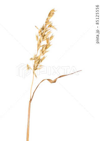 Ripe dried spikelet of oats isolated on a white background. Ripe dried spikelet of oats isolated on a white background. 85125556