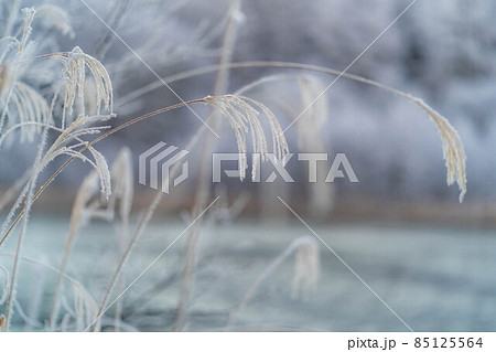 【冬素材】霧氷に覆われるススキ【長野県】 85125564