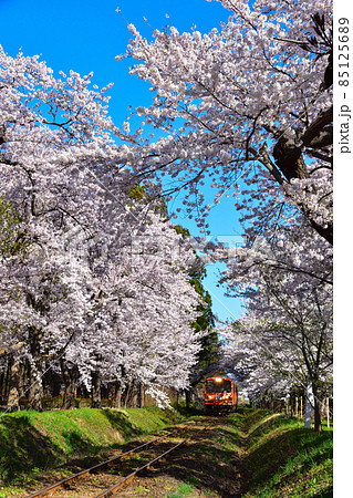 桜景　津軽鉄道　芦野公園駅付近 85125689