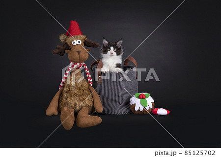 Kitten in xmas setting on black 85125702