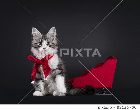 Maine Coon with bow tie on black background 85125706
