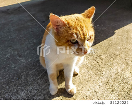 陽ざしと猫 陽ざしと猫 85126022