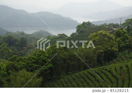 台湾 お茶の葉 お茶っ葉 85126215