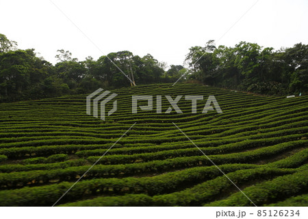 台湾 お茶の葉 お茶っ葉 85126234