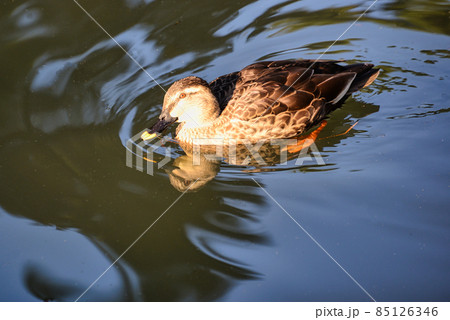 冬空の下で、優雅に泳いでいるカモたちの風景 85126346