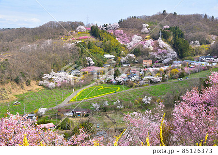 春　花見山　花の谷地区 85126373