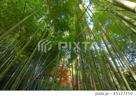 神奈川県鎌倉市浄明寺 臨済宗建長寺派功臣山報国寺の竹林 神奈川県鎌倉市浄明寺 臨済宗建長寺派功臣山報国寺の竹林 85127250