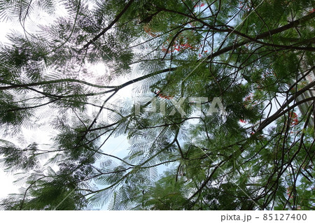 林 森 樹林 85127400