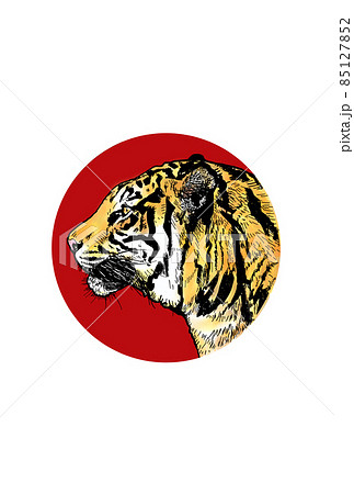 トラの横顔アップ 85127852