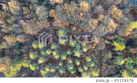 Directly above aerial drone full frame shot of green emerald pine forests and yellow foliage groves 85128378