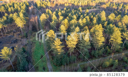 Directly above aerial drone full frame shot of green emerald pine forests and yellow foliage groves 85128379