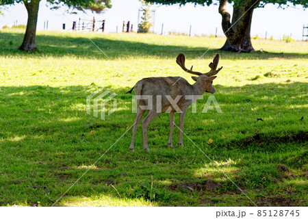 Deer in Culzean Castle Country Park - Scotland Deer in Culzean Castle Country Park - Scotland 85128745