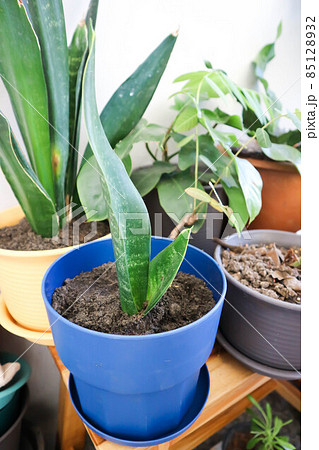 Snake plant or Mother in laws tongue and Arrowhead Vine. Snake plant or Mother in laws tongue and Arrowhead Vine. 85128932