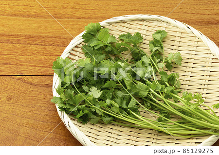 ざるに乗せたパクチー_コリアンダー_香菜 ざるに乗せたパクチー_コリアンダー_香菜 85129275