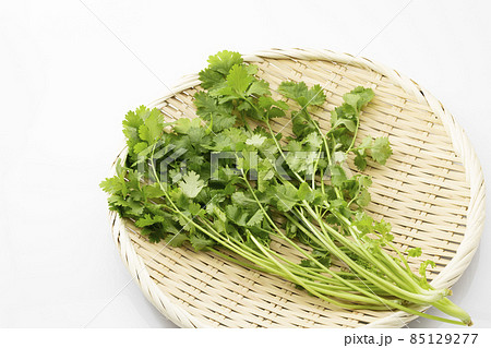 白バックのパクチー_コリアンダー_香菜 85129277