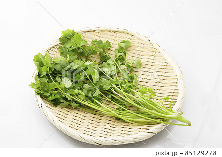 白バックのパクチー_コリアンダー_香菜 白バックのパクチー_コリアンダー_香菜 85129278