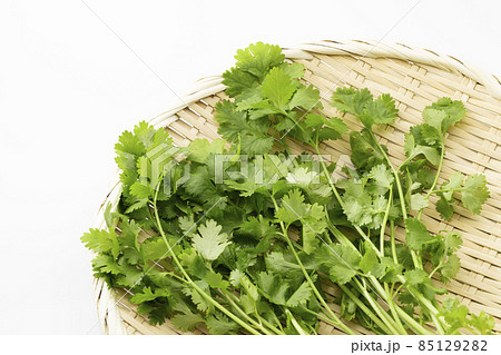 白バックのパクチー_コリアンダー_香菜 白バックのパクチー_コリアンダー_香菜 85129282