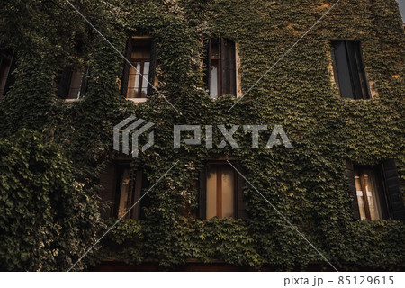 The building is completely covered with creeping green plants 85129615