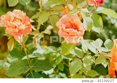 オープンガーデンに咲くバラの花 85130227