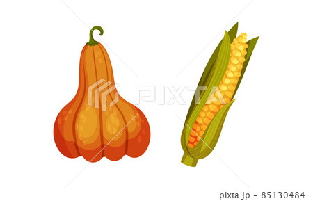 Thanksgiving day and autumn objects set. Ripe pumpkin and corn cob vector illustration Thanksgiving day and autumn objects set. Ripe pumpkin and corn cob vector illustration 85130484