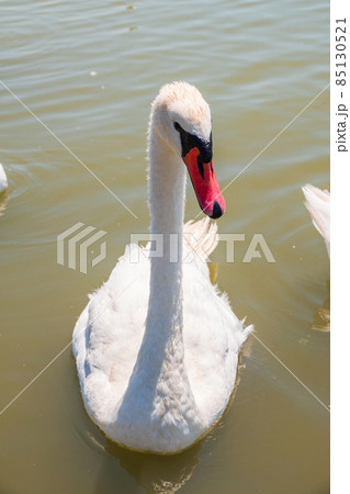 Graceful white Swan swimming in the lake, swans in the wild. Portrait of a white swan swimming on a lake. Graceful white Swan swimming in the lake, swans in the wild. Portrait of a white swan swimming on a lake. 85130521