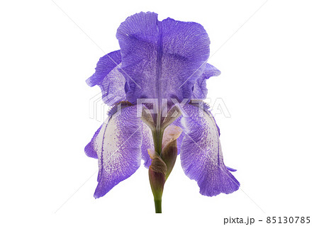 iris flower isolated iris flower isolated 85130785