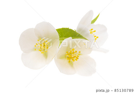 jasmine flowers isolated 85130789