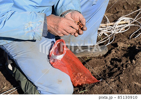 ソラマメ栽培　種まき・発芽・育苗・定植 85130910