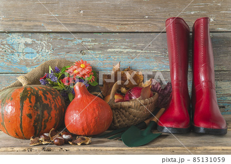Beautiful autumn and thanksgiving still life; Two orange pumpkins, red rubber boots, wicker basket with ripe apples, flowers and chesnuts on old paint wooden background; copy space 85131059