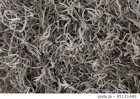 Spanish moss background 85131480