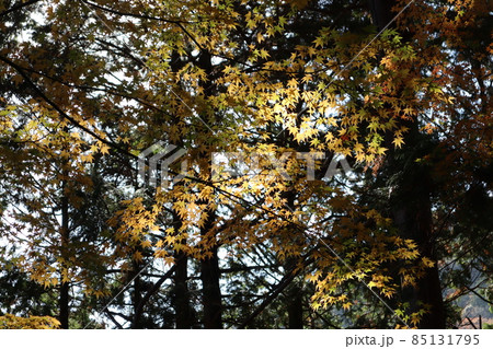 緑の葉の杉林の中に光があたり黄色く光る紅葉したもみじの葉っぱのある風景 85131795
